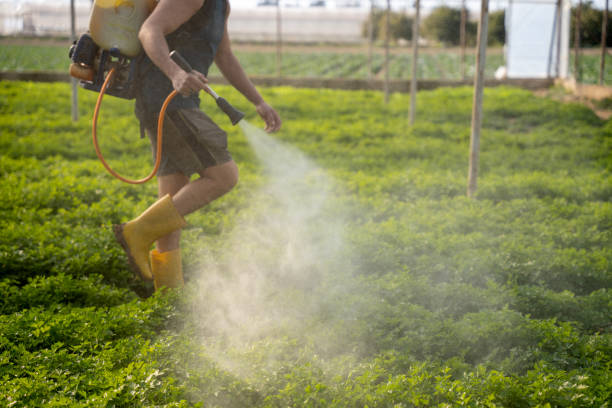 Best Ant Control Services  in Russellville, AL