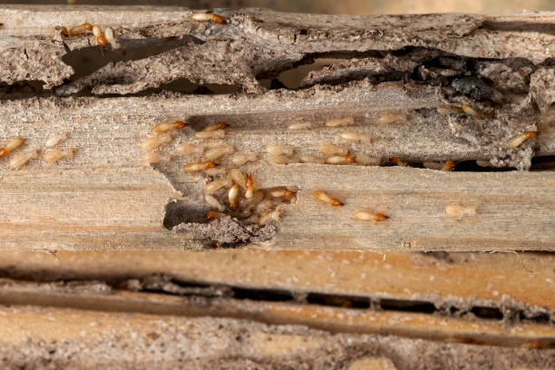 Best Affordable Pest Control Services  in Russellville, AL