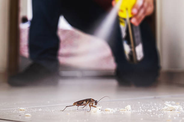 Best Spider Control Near Me  in Russellville, AL